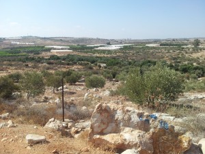 Bild över Abu Azzams (och flera andras) mark i sömzonen. Gröna linjen, som är den internationellt erkända gränsen för Israel, börjar inte förrän vid horisonten. Foto: Samuel Skånberg