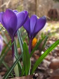 images (3)