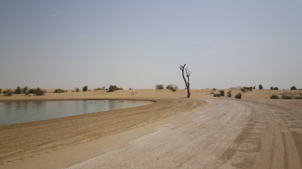 Al Qudra lakes, konstgjorda sjöar där hundratals fåglar håller till