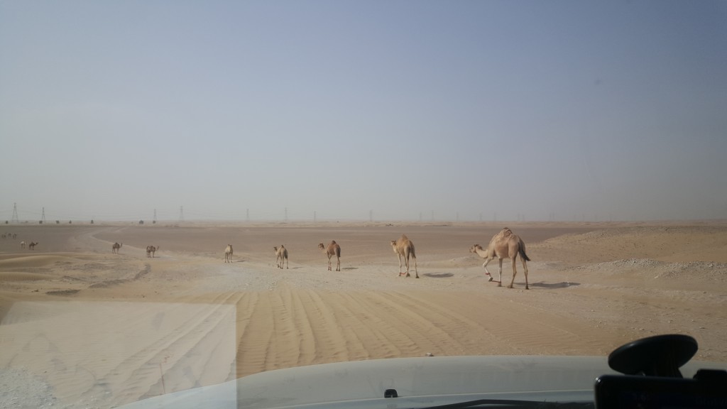 Kör försiktigt, kameler på vägen