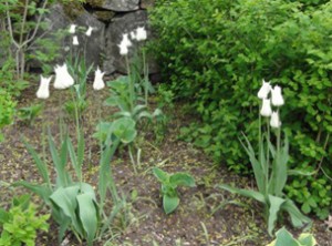 Beskuren vita tulpaner