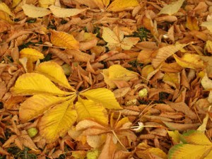 normal_kastajeloev_hoest