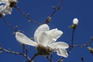 Magnolia Foto IB 003