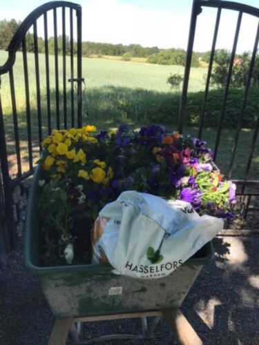 Mängder av lila och gula blommor i en skottkärra.