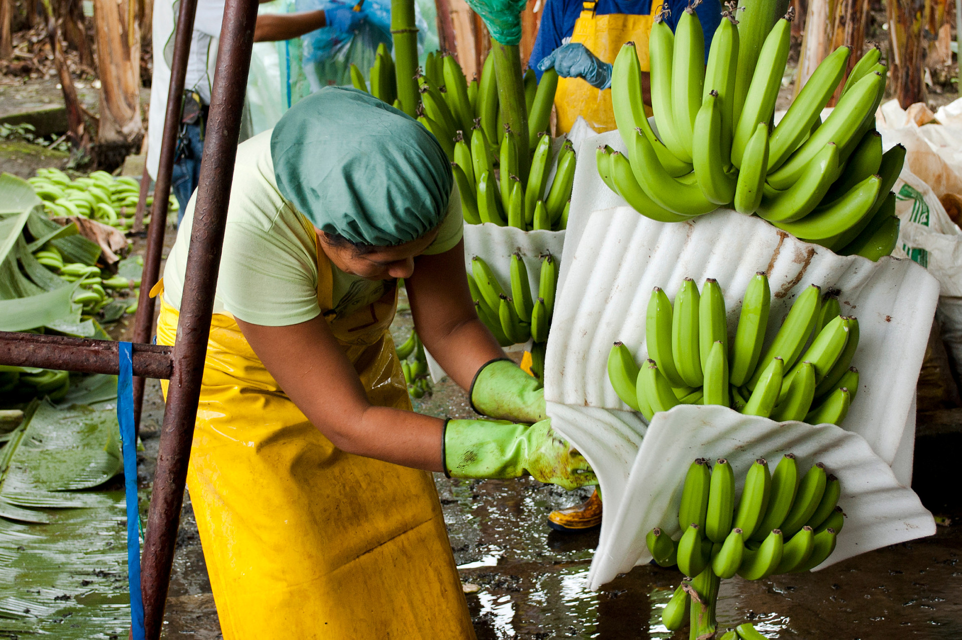 Fairtrade – en lön att leva på