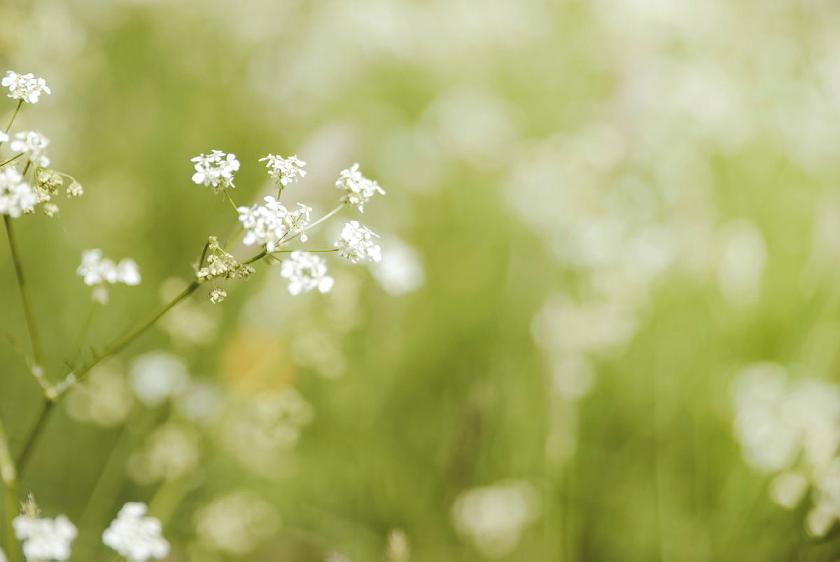 Midsommar och psalmernas språk om  religionens mening