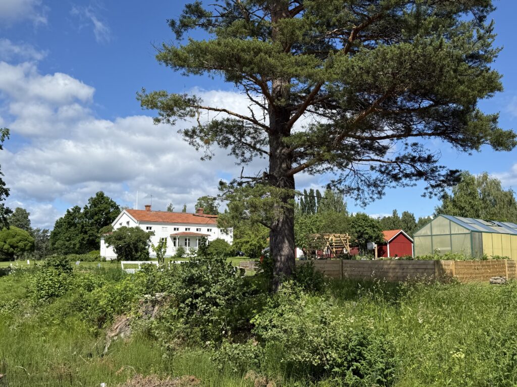 Odlingarna sedd från församlingens brygga.