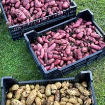 Potatis, gemenskap lite jord under naglarna på torsdag, och träningsvärk på fredag!