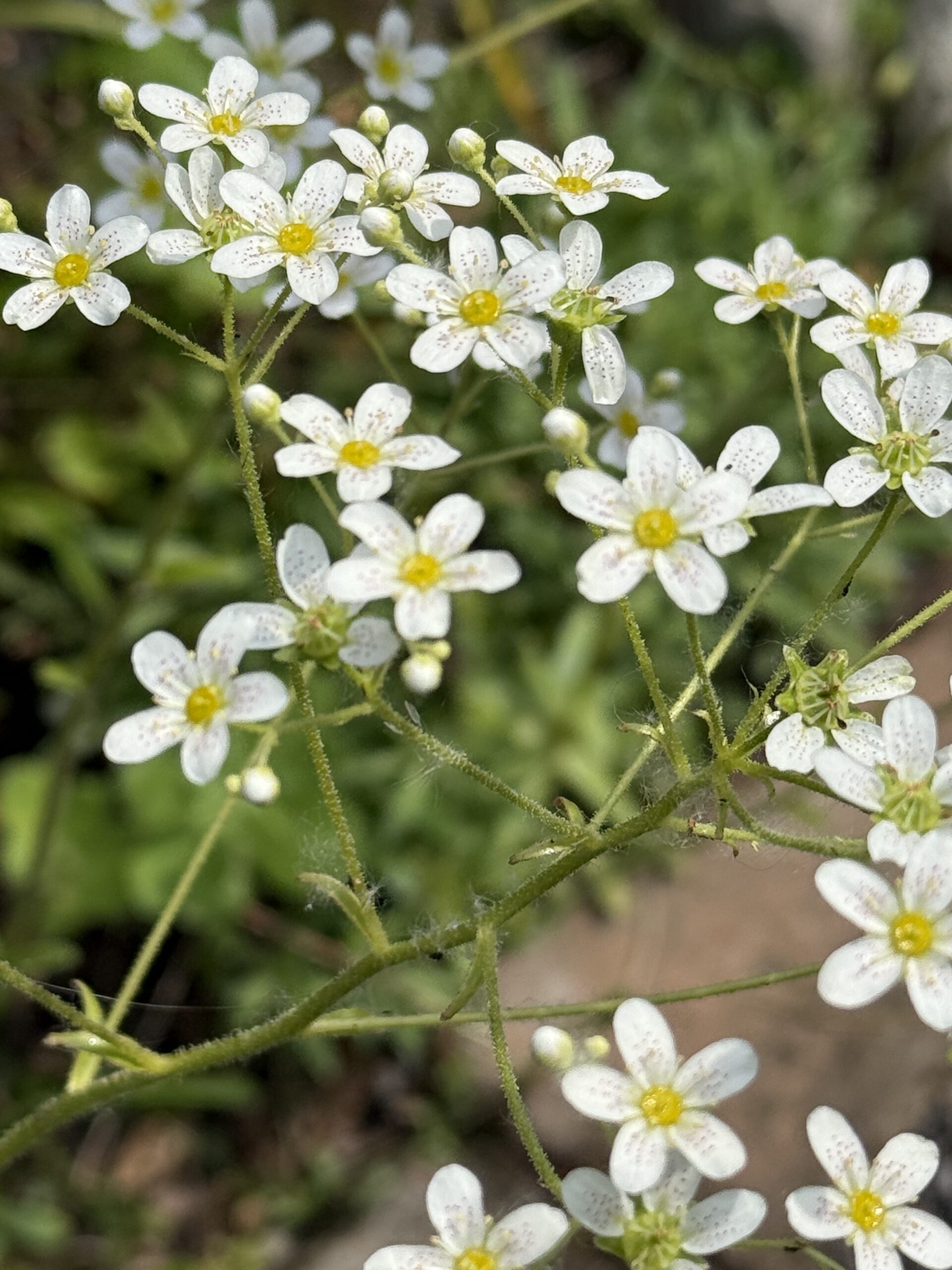 Kärlekens olika språk