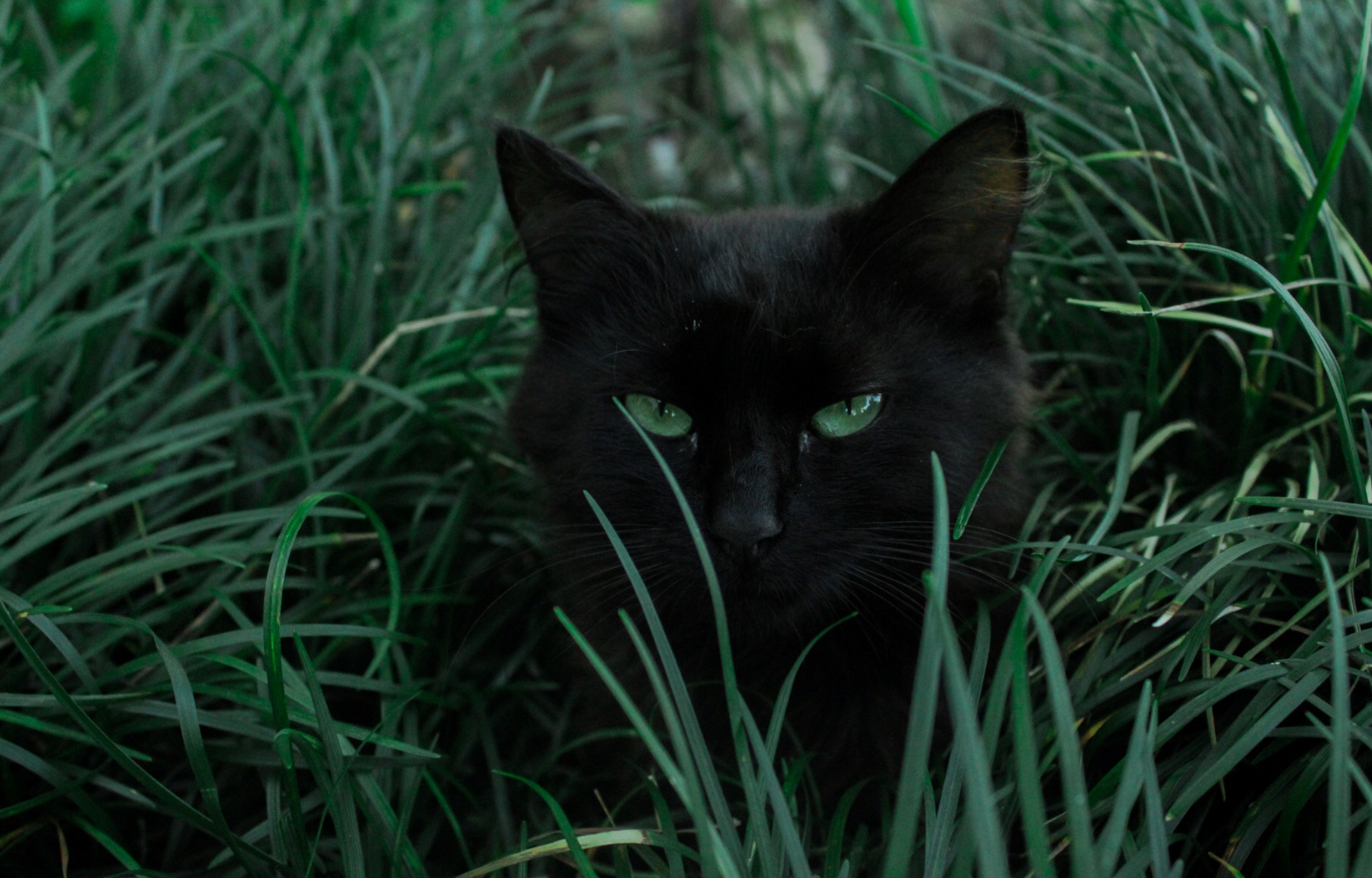 Så att katterna får vara katter