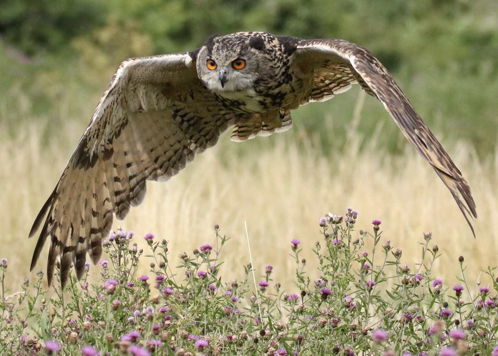 Jag är ganska säker på att det inte har med mental ålder att göra