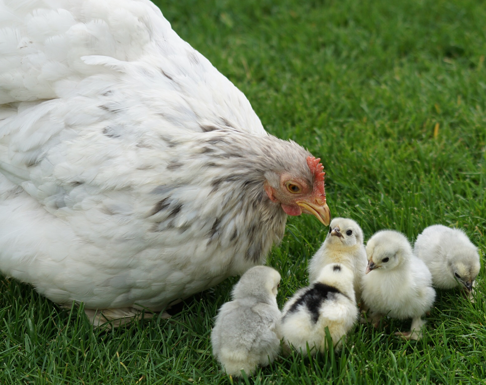 De bor ändå tryggt i mammans hjärta