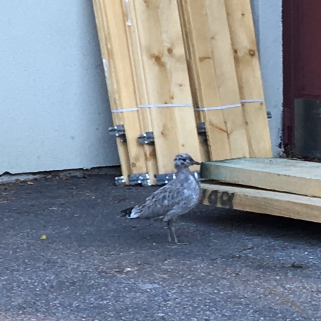 Kyrkogården en plats för liv