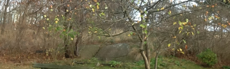 Domsöndagen och äppelträdet 2015