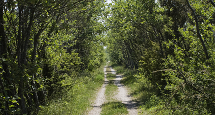 Det handlar om att gå – Apostladagen 24 juli