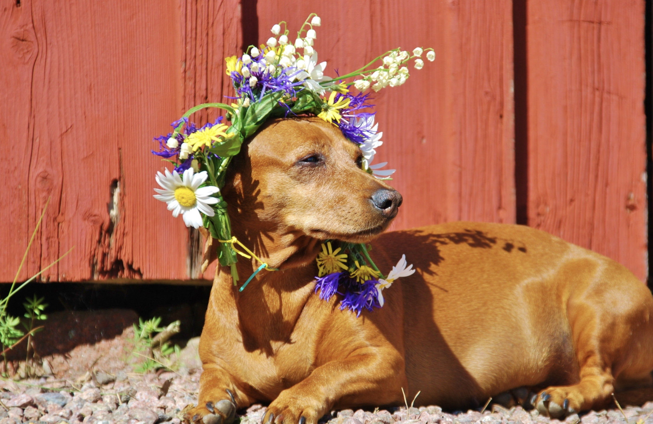 Midsommar, på det ena eller andra sättet