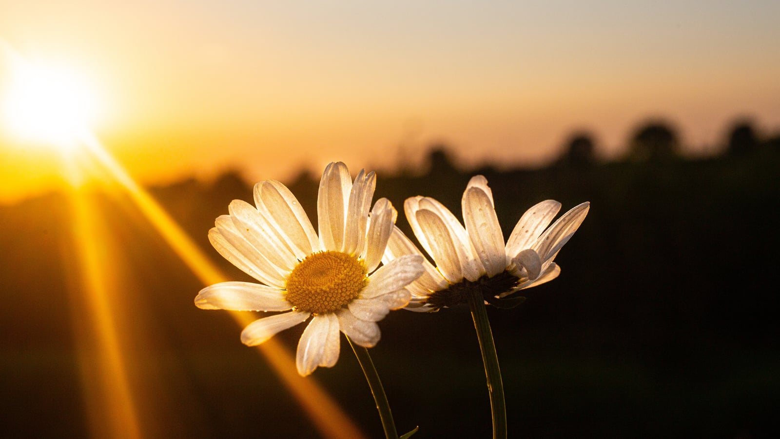 Älskar, älskar inte, älskar!