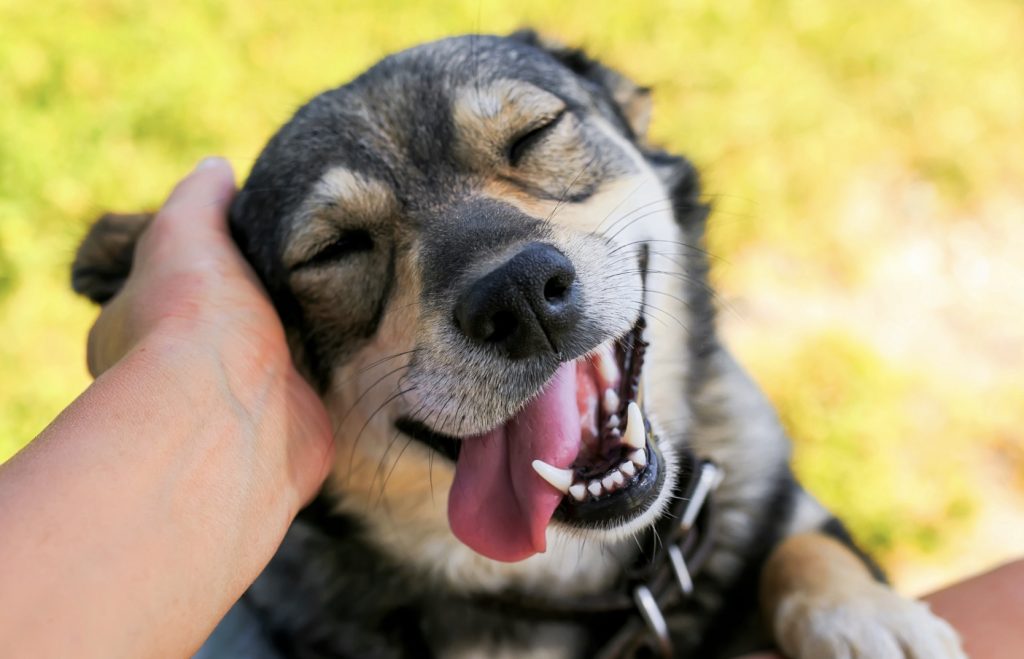 Glad hund som blir klappad bakom örat. Man ser att hunden njuter, den sträcker ut tungan och sluter ögonen.