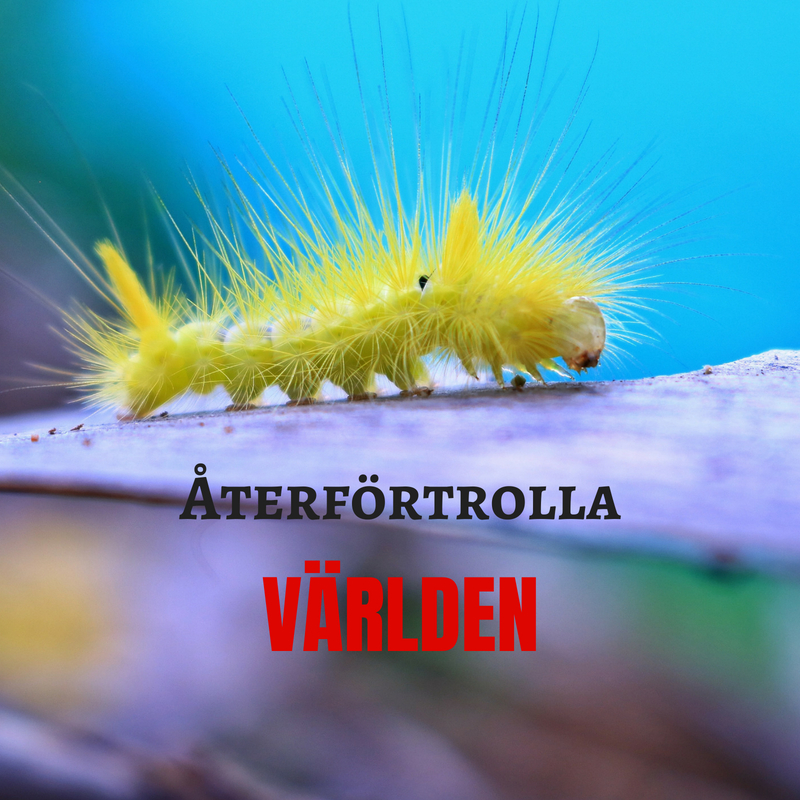 Återförtrolla världen