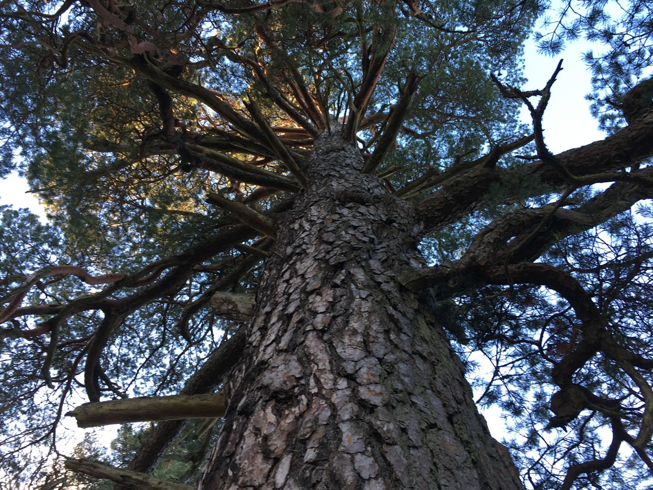 Ett träd gjort av luft