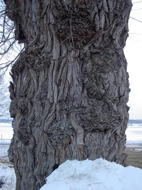 Predikan om katter och träd