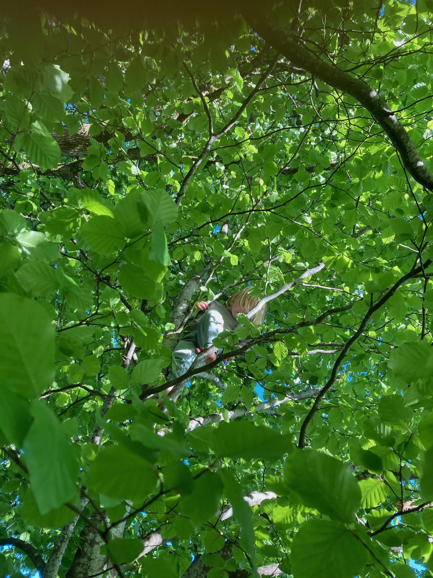 Litet barn bland blad